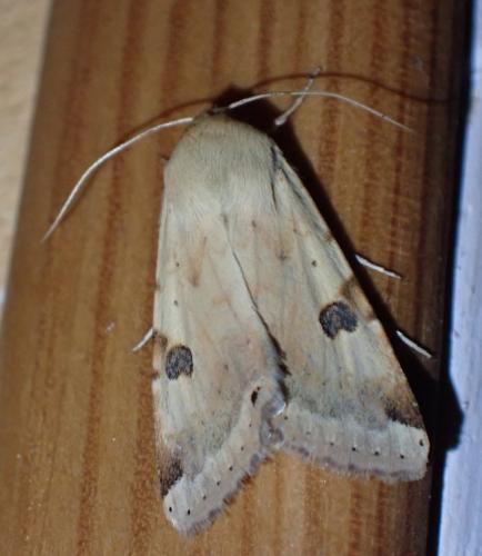 Réf. 324 640 : Heliothis peltigera